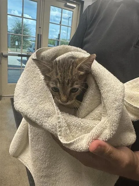 A baby small-sized male Domestic Short Hair cat named Zephyr for adoption in San Antonio, TX