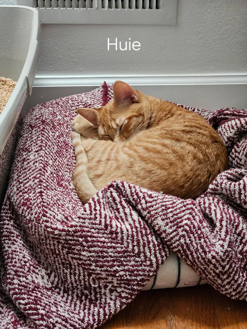 Huie thumbnail 3