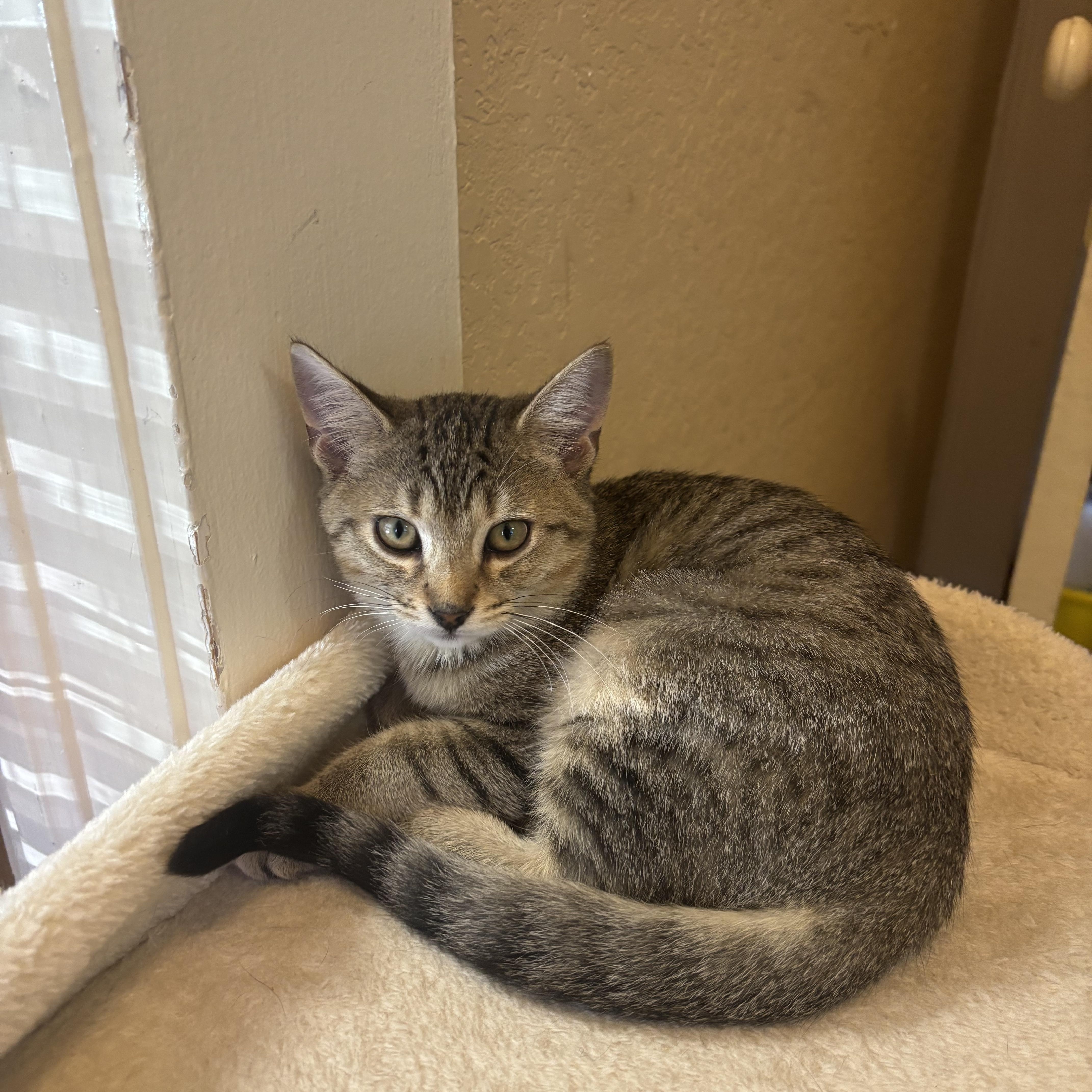A baby small-sized male Tabby (Brown / Chocolate) Domestic Short Hair cat named Seven for adoption in Statesboro, GA