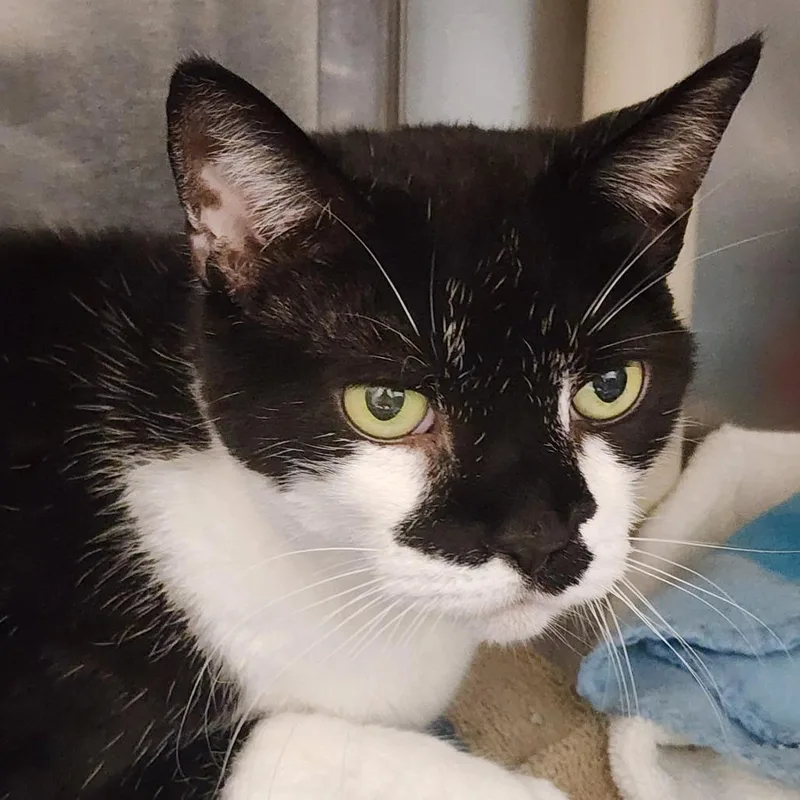 A senior large-sized male Black Domestic Short Hair cat named Elijah for adoption in Gloucester, VA