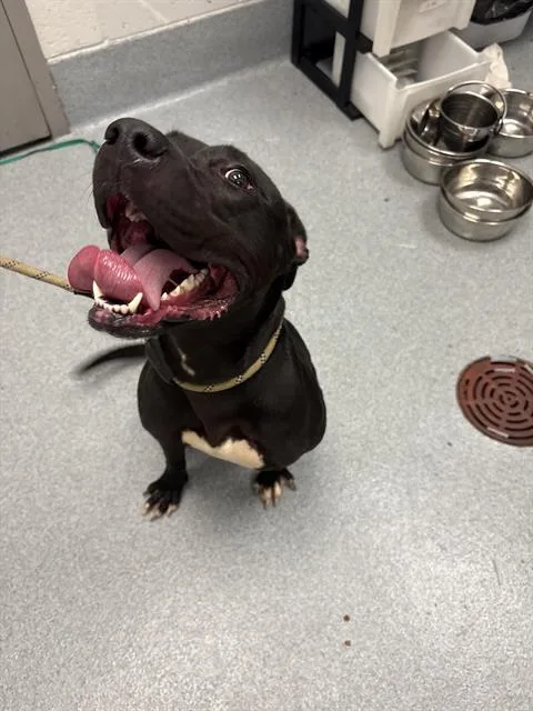 A young medium-sized female Pit Bull Terrier dog named Stella for adoption in Indianapolis, IN