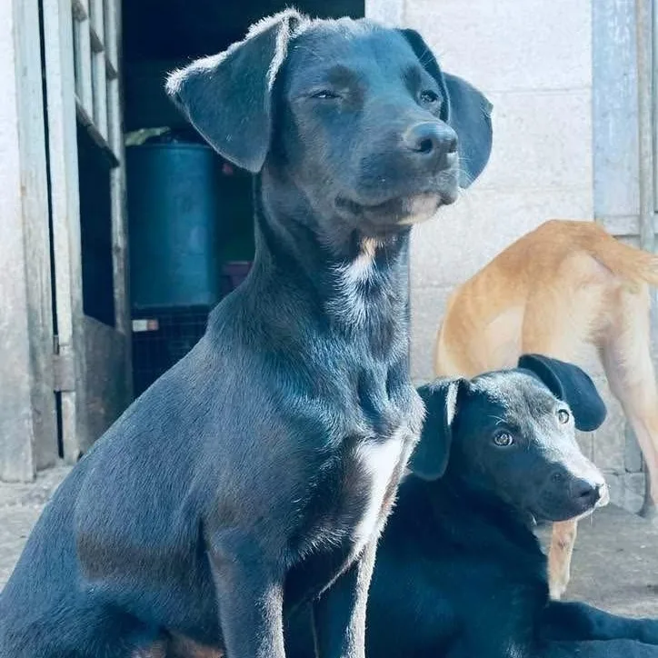 A baby medium-sized female Catahoula Leopard Dog dog named Licorish PC for adoption in Goliad, TX