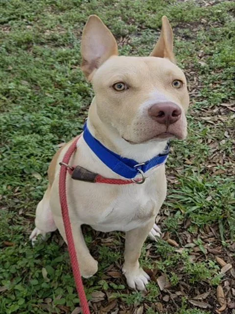 A young medium-sized male American Staffordshire Terrier dog named Lemon for adoption in Fort Lauderdale, FL
