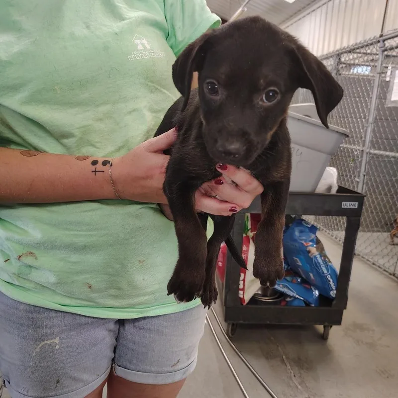 A baby small-sized female Black Boxer dog named Isabella for adoption in Novelty, OH