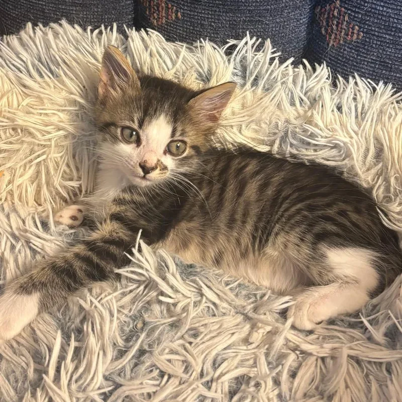 Pipsqueak