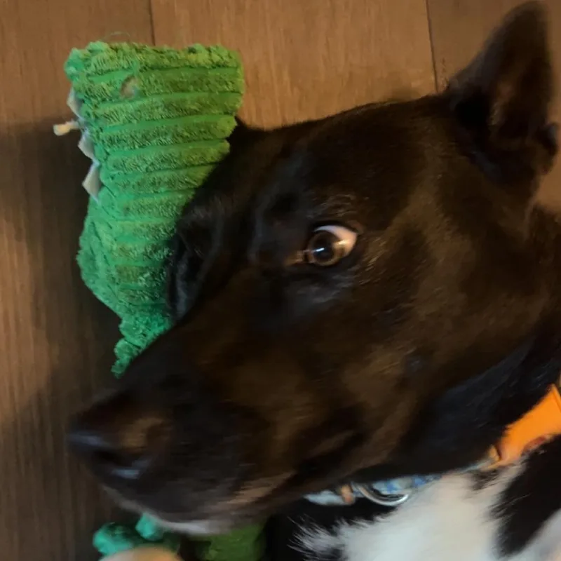 An adult small-sized female Black Husky dog named Taziki "taz" for adoption in Lynchburg, VA