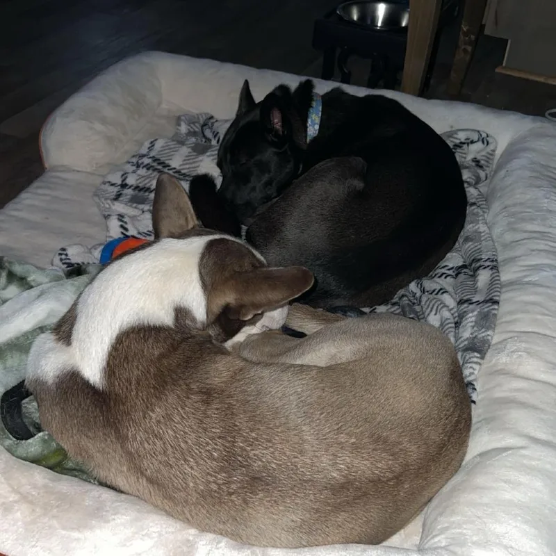 Taziki "taz" thumbnail 2