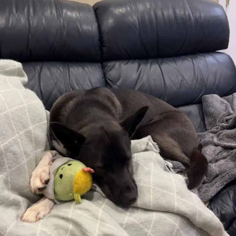 Taziki "taz" thumbnail 4