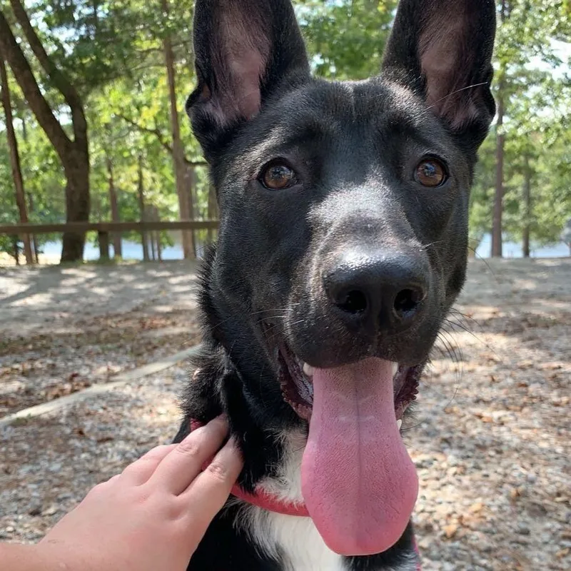 Taziki "taz" thumbnail 5