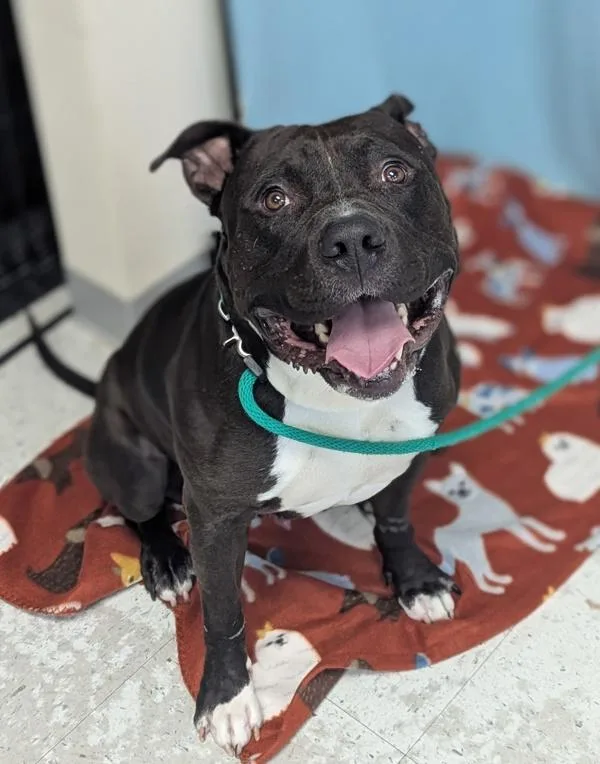 An adult large-sized male Pit Bull Terrier dog named Zeus for adoption in Salt Lake City, UT