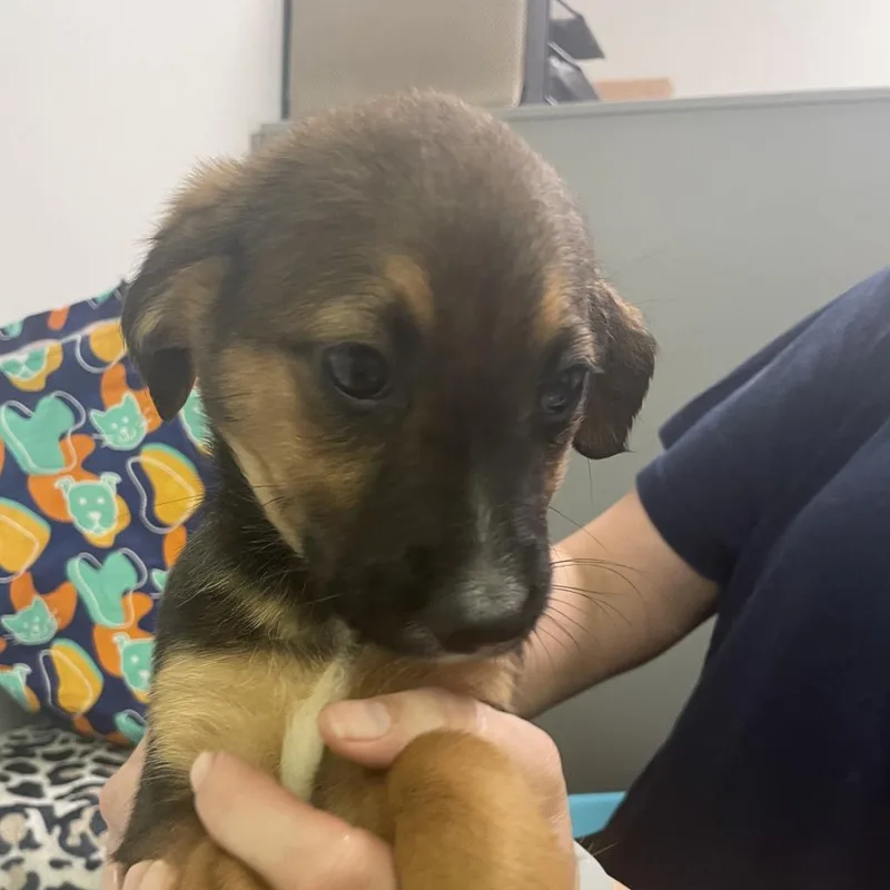 Coco Fka Monstera thumbnail 2