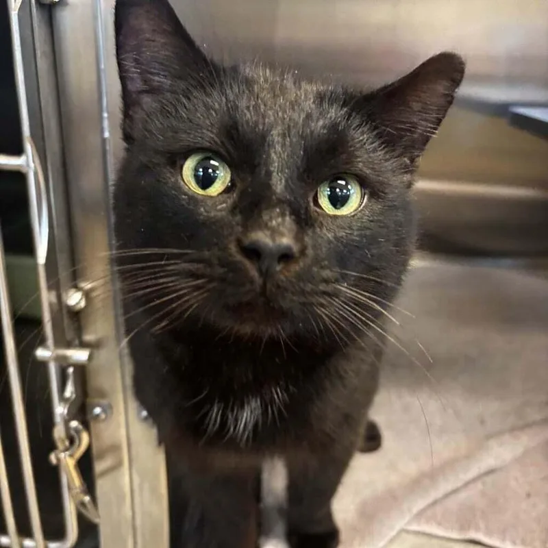 An adult large-sized male Black Domestic Short Hair cat named Kirk for adoption in South Bend, IN