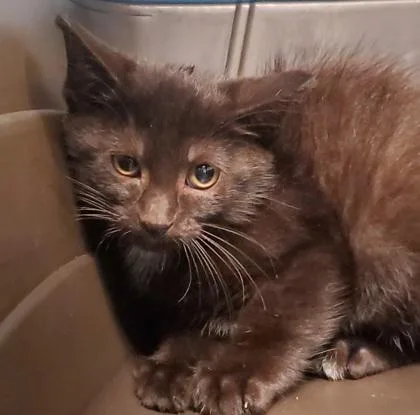 A young large-sized female Domestic Short Hair cat named Truly for adoption in Kansas City, MO