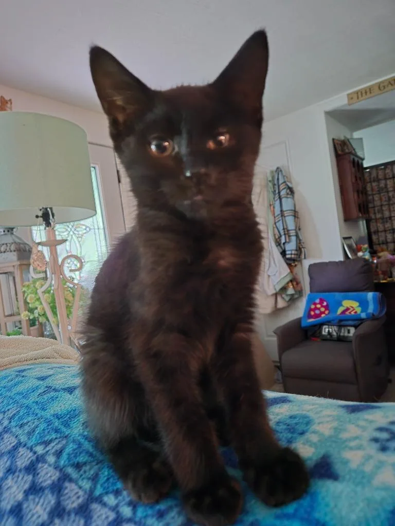 A baby medium-sized male Domestic Short Hair cat named Bandit for adoption in South Bend, IN