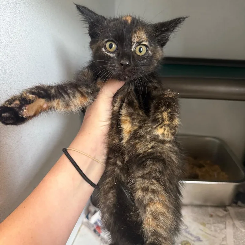 A baby small-sized female Black Domestic Short Hair cat named Moana for adoption in New York, NY