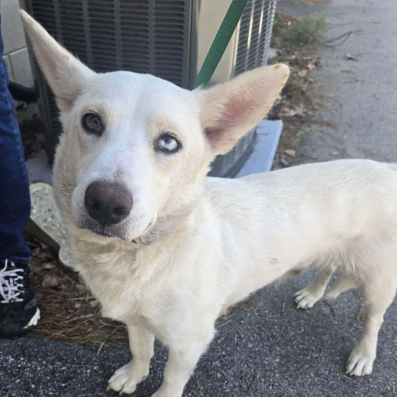 An adult medium-sized female White / Cream Corgi dog named Lilly for adoption in Tawas City, MI