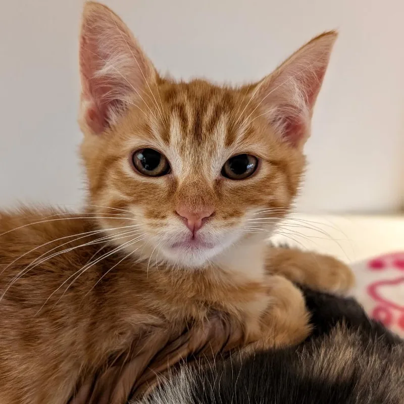 A baby small-sized female Orange / Red Domestic Short Hair cat named Naja for adoption in Pleasanton, CA