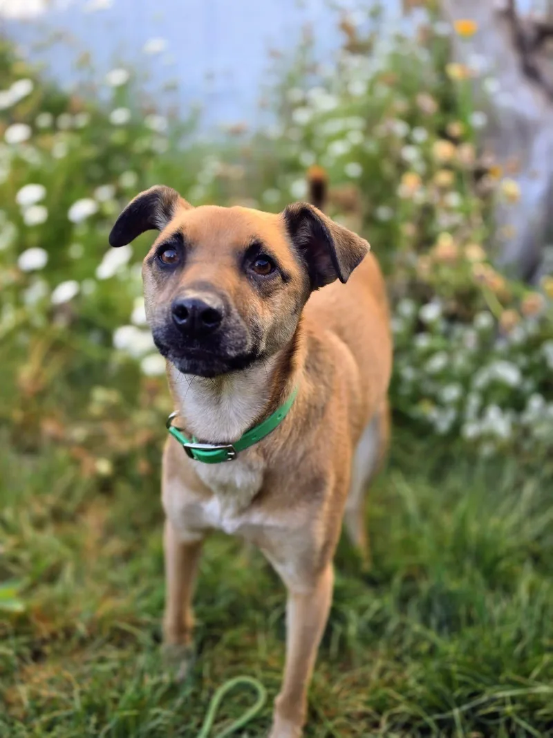 An adult medium-sized female German Shepherd Dog dog named Nutmeg for adoption in Eugene, OR