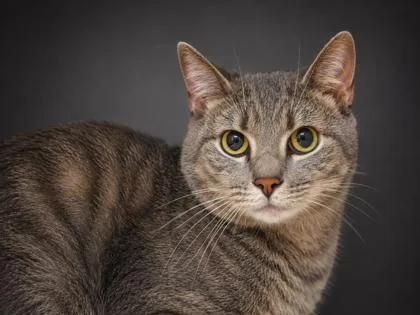 An adult medium-sized male Domestic Short Hair cat named Lance for adoption in Bowling Green, KY