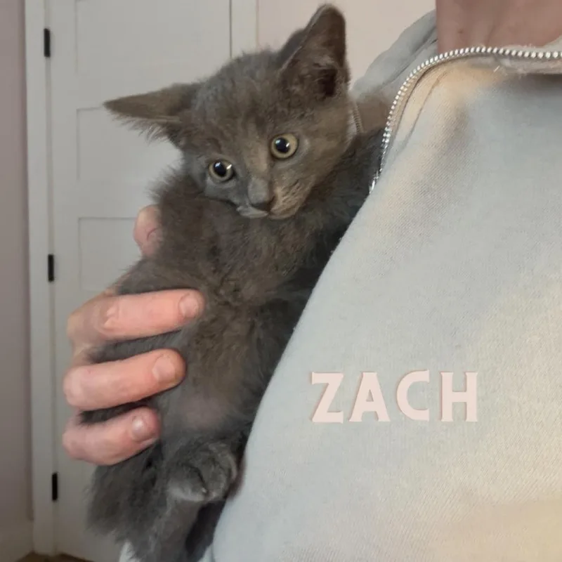A baby small-sized male Gray / Blue / Silver Domestic Short Hair cat named Zach for adoption in Westminster, CA
