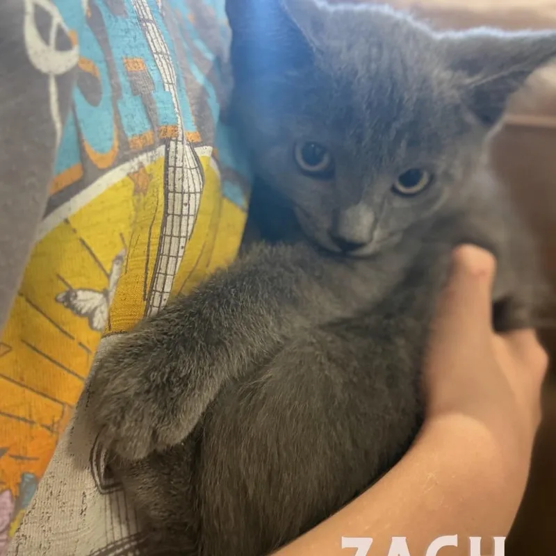 Zach thumbnail 2