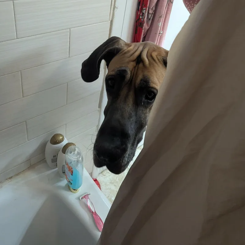A young extra large-sized male Great Dane dog named Rickey for adoption in Pensacola, FL