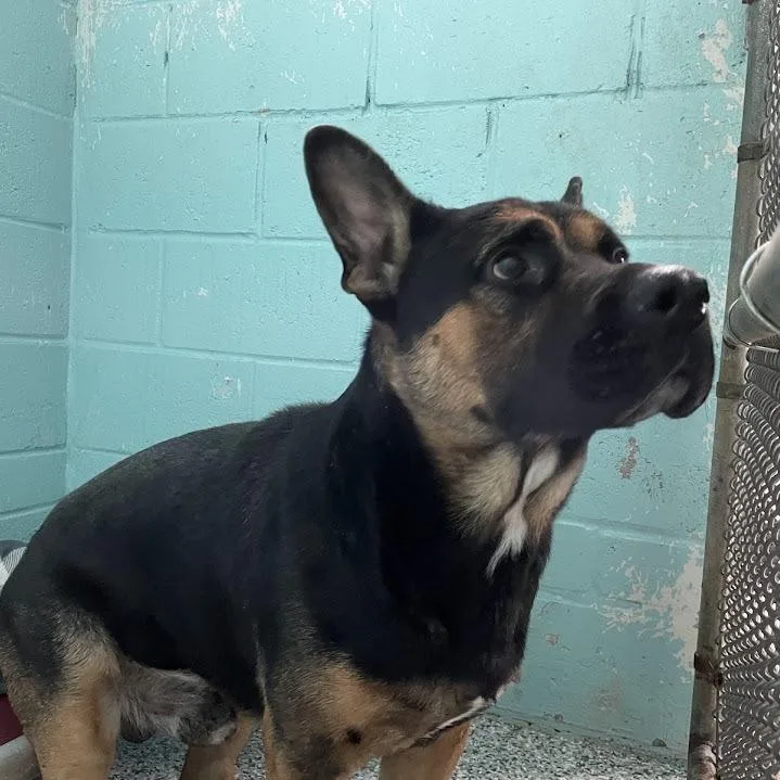 An adult medium-sized male German Shepherd Dog dog named Kash for adoption in Port Charlotte, FL