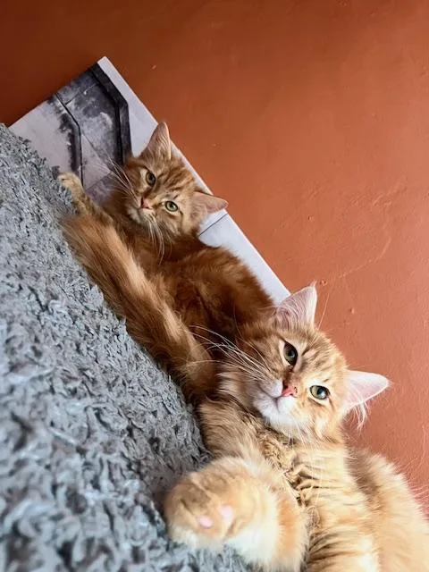 Dobbs And Noodle thumbnail 2