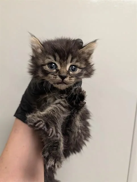 A baby small-sized female Domestic Medium Hair cat named Velma for adoption in Ontario, CA