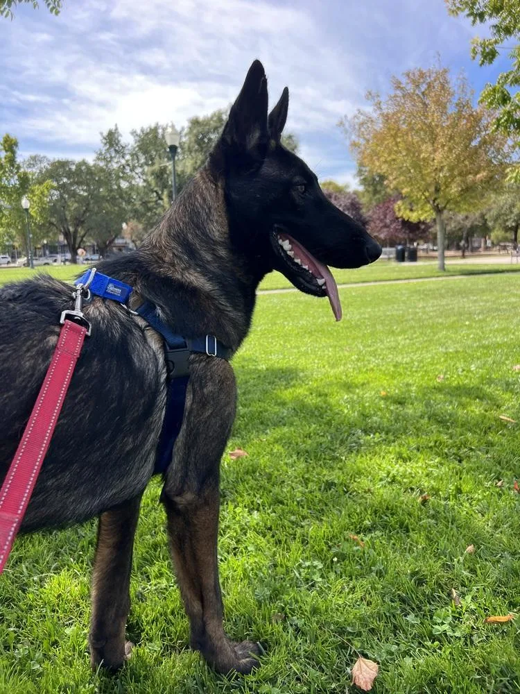 A young large-sized male German Shepherd Dog dog named Khan for adoption in Fulton, CA