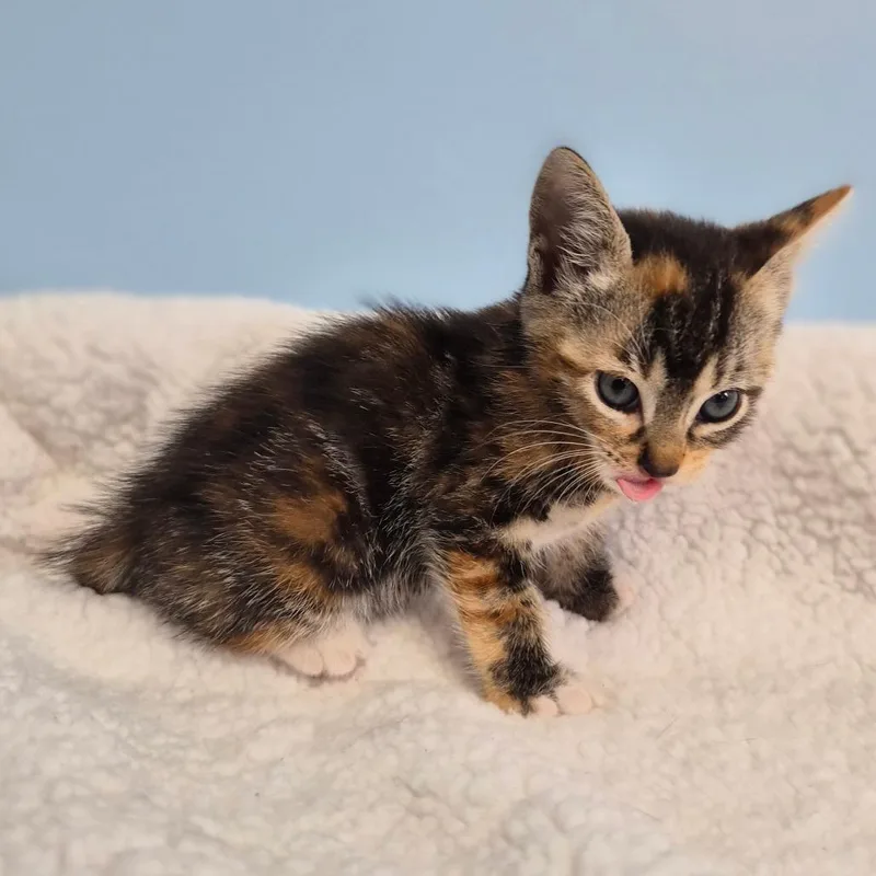 A baby small-sized female Torbie Domestic Short Hair cat named Chai Latte for adoption in Wahiawa, HI