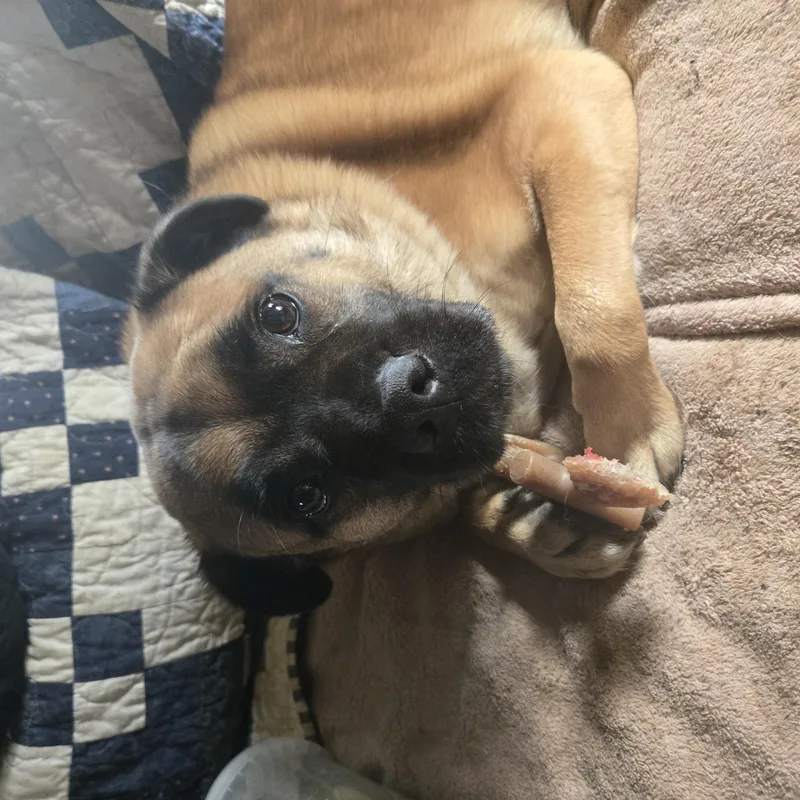 Frankie Peanut thumbnail 2