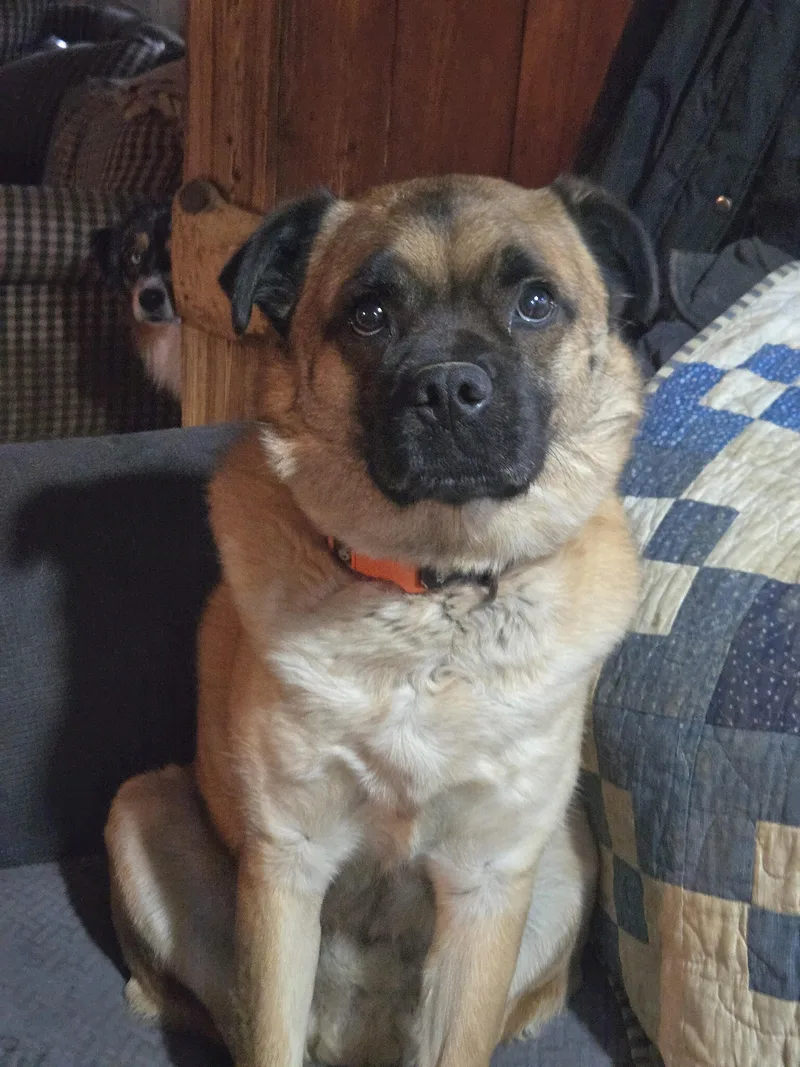 An adult medium-sized male Tricolor (Brown, Black, & White) Pug dog named Frankie Peanut for adoption in Friendship, NY