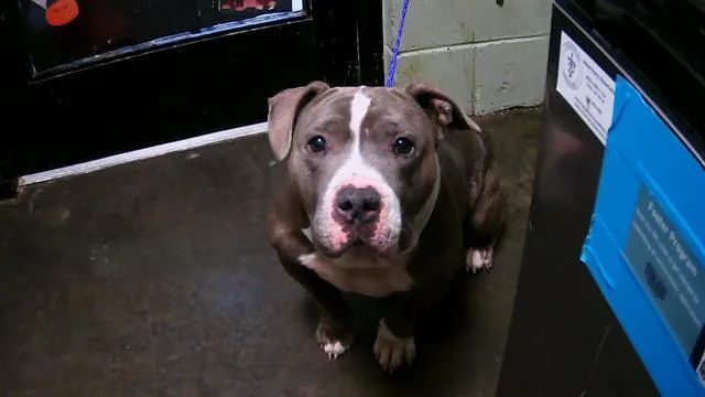 An adult medium-sized male American Bulldog dog named Trex for adoption in Tulsa, OK