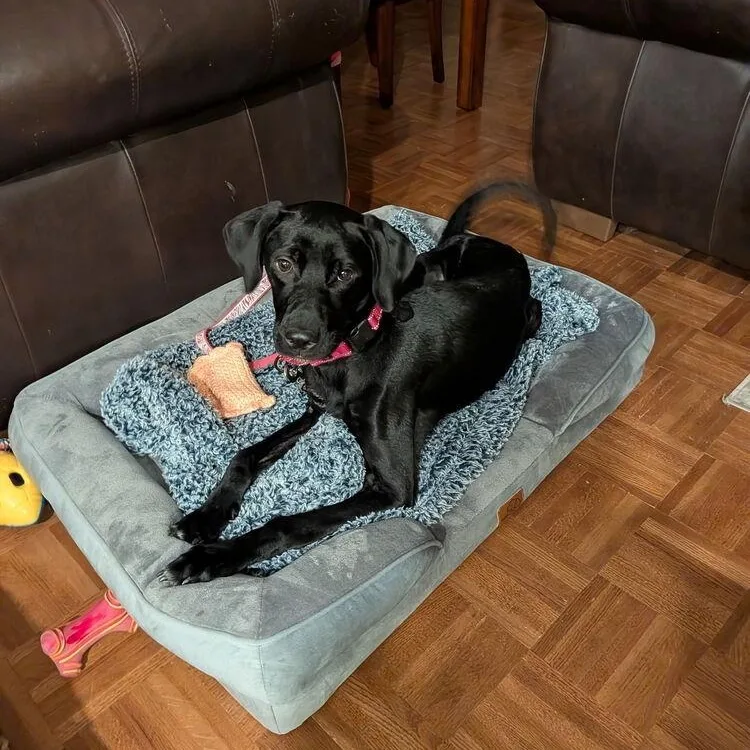 A baby medium-sized female Black Labrador Retriever dog named Mabel for adoption in LEMONT, IL