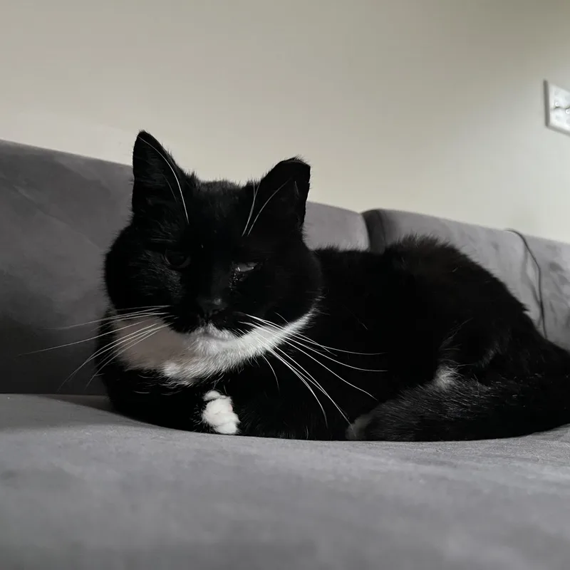 An adult medium-sized female Black & White / Tuxedo Domestic Short Hair cat named Jackie for adoption in Lemoyne, PA