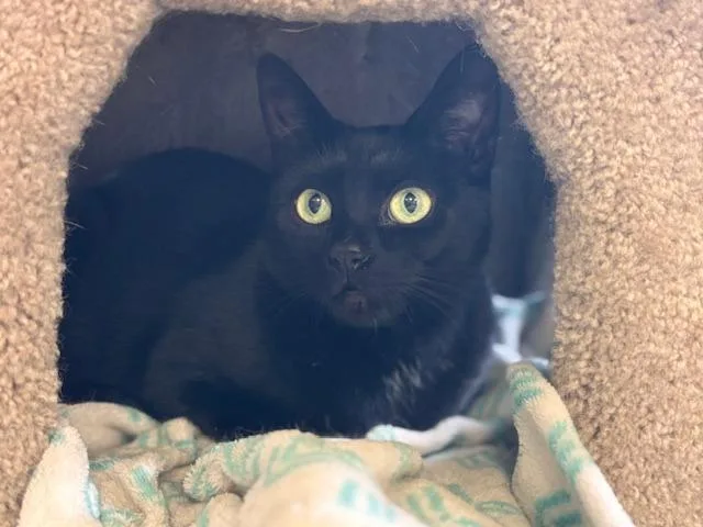 An adult small-sized female Domestic Short Hair cat named Anya for adoption in Lima, OH