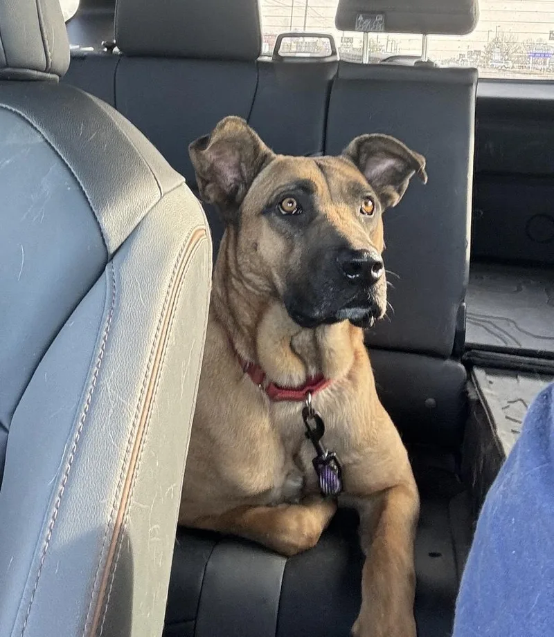 An adult large-sized female Brown / Chocolate Belgian Shepherd / Malinois dog named Zuri for adoption in Tulsa, OK