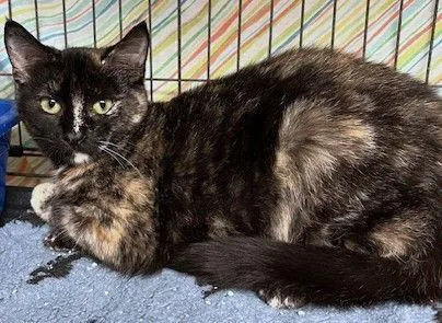 Snickers thumbnail 3