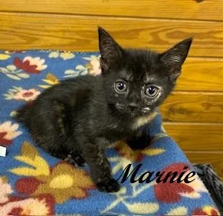 A baby medium-sized female Tortoiseshell cat named Marnie for adoption in Southern Pines, NC