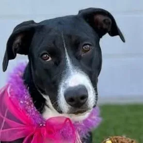 Sarafina thumbnail 2