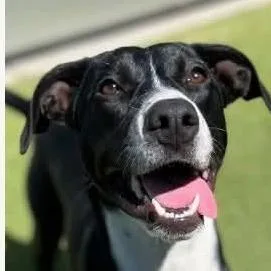 Sarafina thumbnail 3