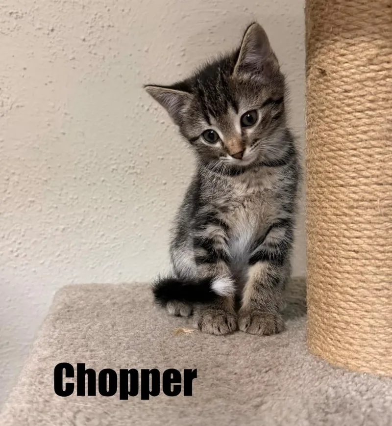 A baby medium-sized male Tabby (Brown / Chocolate) Domestic Short Hair cat named Chopper for adoption in Reeseville, WI