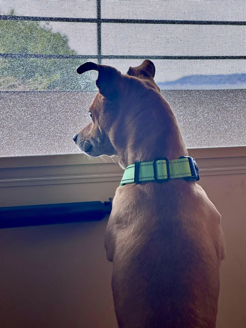 An adult small-sized male Chihuahua dog named Mr. Red for adoption in Bothell, WA