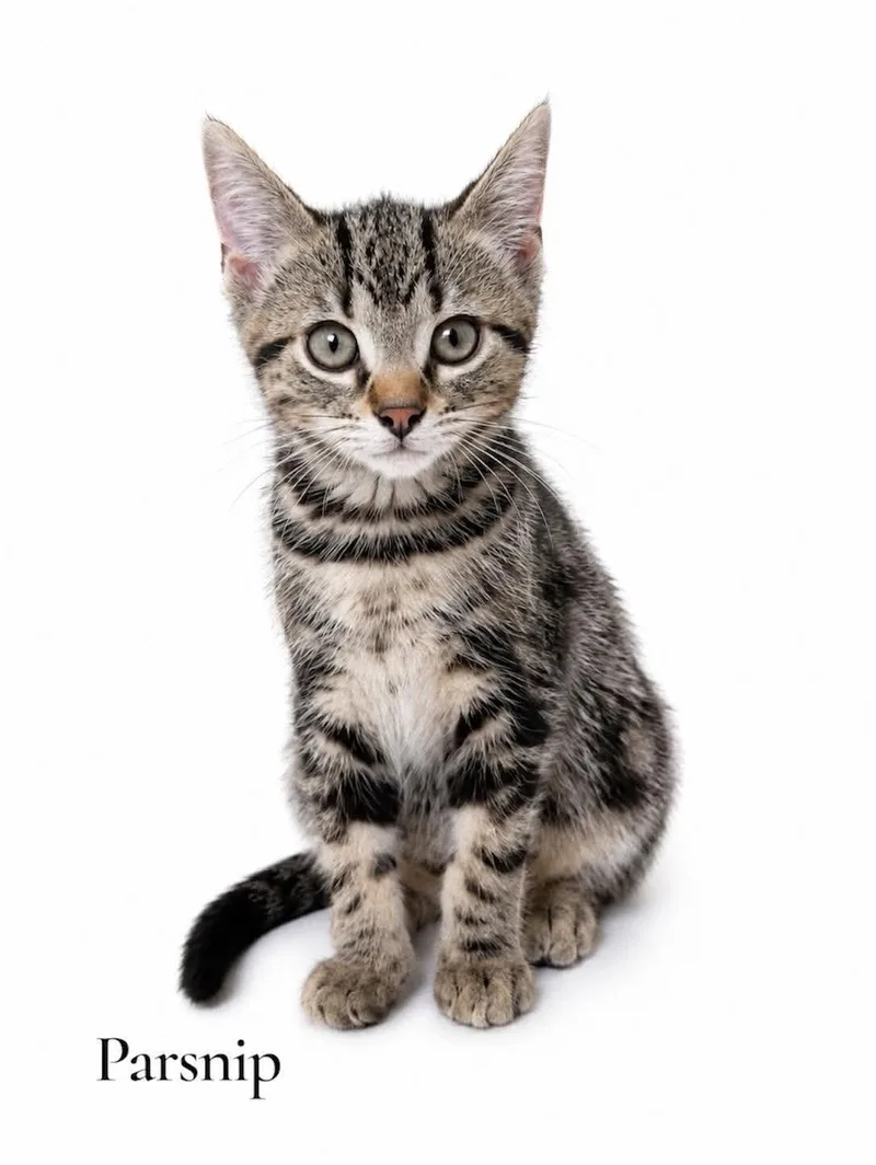 A baby medium-sized male Tabby (Brown / Chocolate) Domestic Short Hair cat named Parsnip for adoption in Stevensville, MI