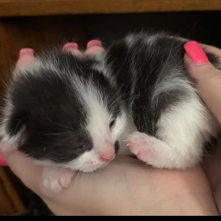 A young small-sized male Black American Shorthair cat named Randall for adoption in Lima, OH
