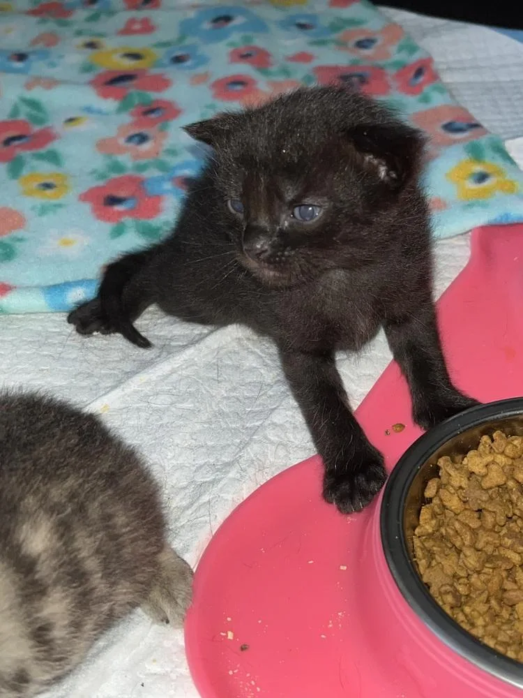 A baby small-sized male Black Domestic Short Hair cat named Martin for adoption in Virginia Beach, VA