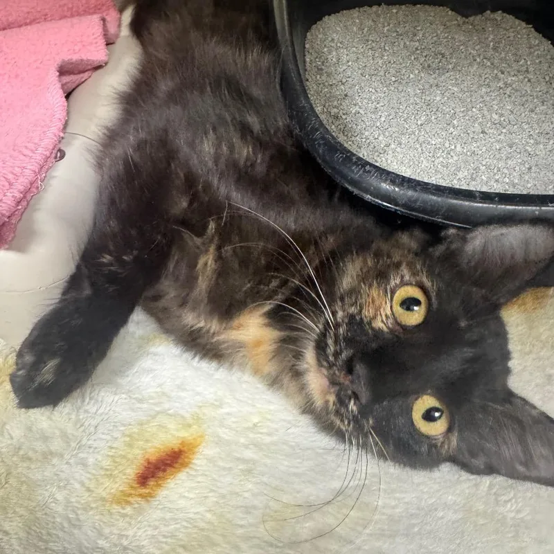 A baby medium-sized female Domestic Short Hair cat named Summer for adoption in Kyle, TX