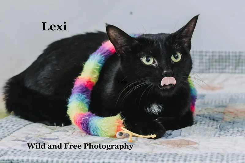 A young medium-sized female Black Domestic Short Hair cat named Lexi for adoption in Morehead, KY