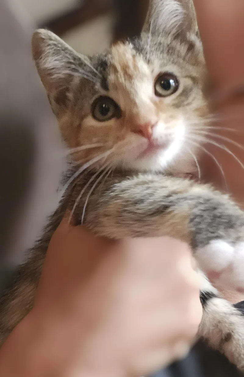 A baby medium-sized female Domestic Short Hair cat named Snickers for adoption in Kenhorst, PA